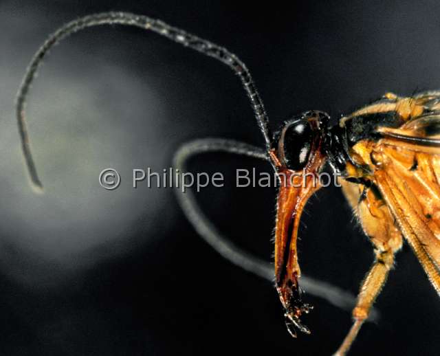 Panorpa germanica.JPG - in "Portraits d'insectes" ed. SeuilPanorpa germanicaPanorpe germaniqueScorpionflyMecopteraPanorpidaeFrance